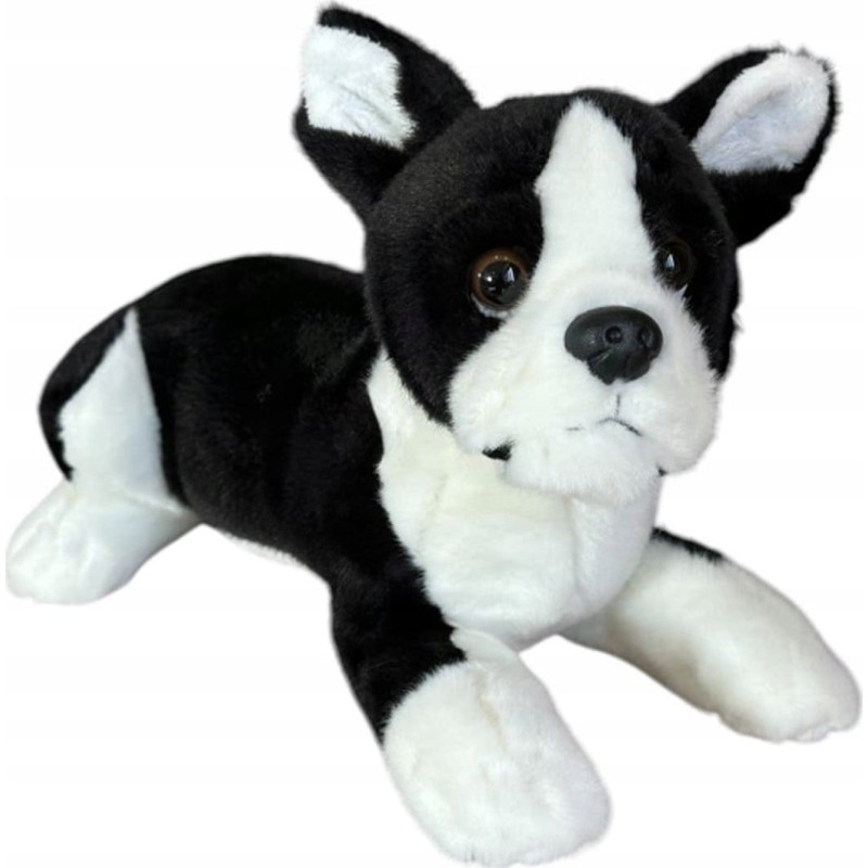 Dubi Pies boston terrier leżący 28cm 32164