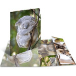 Herma Teczka A4 Glossy Koala